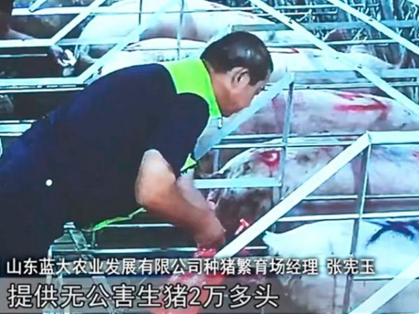 種豬繁育場